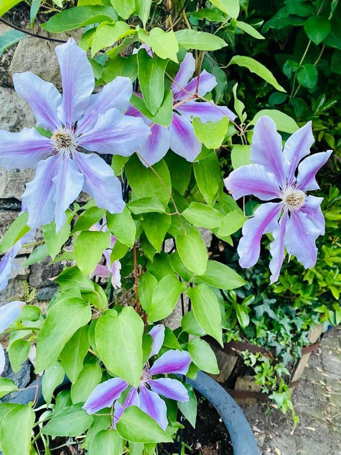 The Tower House B&B Thomastown  Bagian luar foto